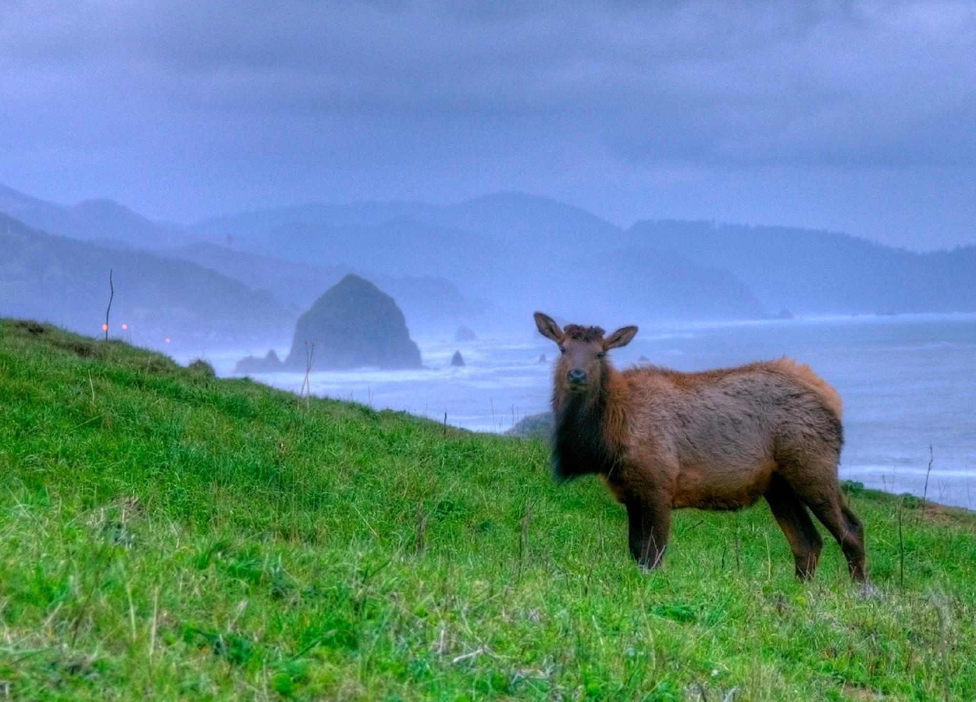 Ecola Creek Lodge Cannon Beach Exteriör bild